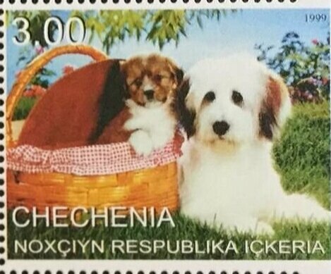 Dogs