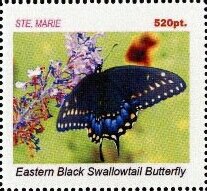 Eastern black swallowtail