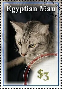 Egyptian Mau