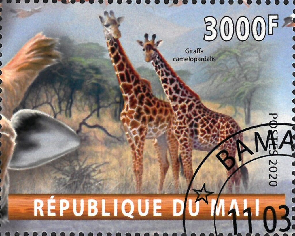 Giraffa camelopardalis