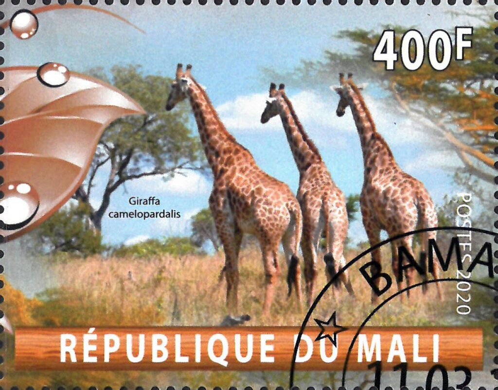 Giraffa camelopardalis