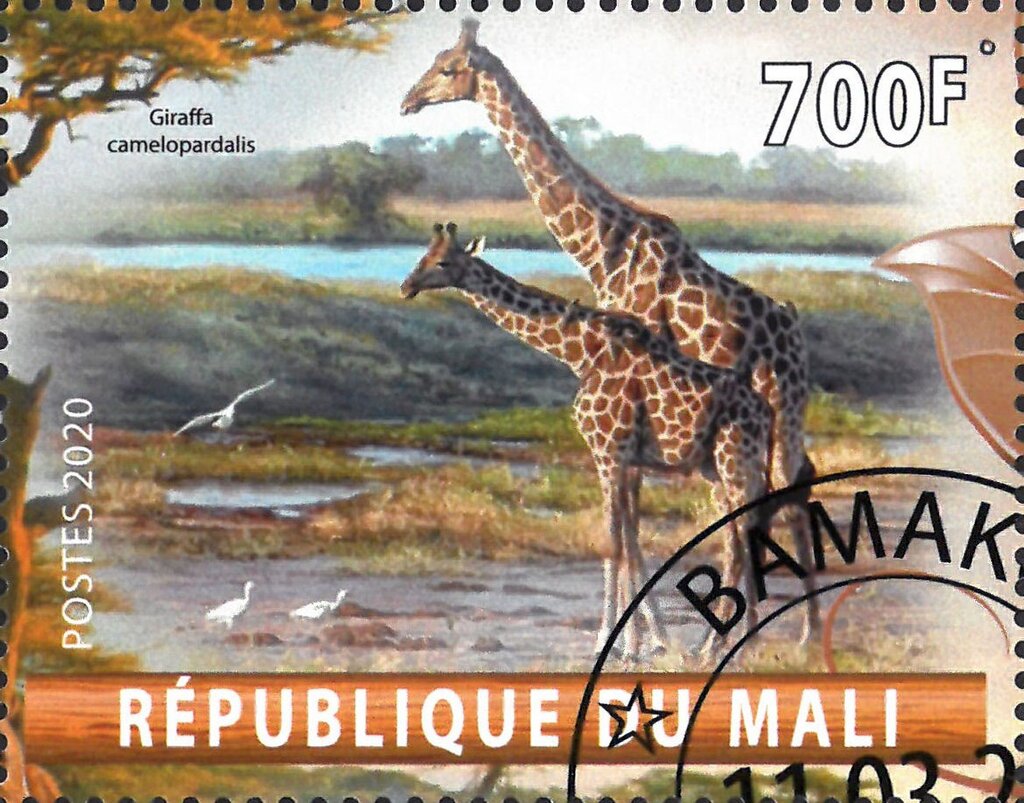Giraffa camelopardalis