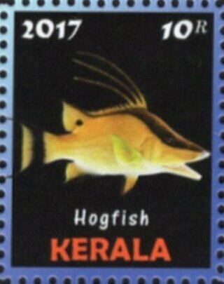 Hogfish