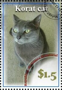 Korat cat