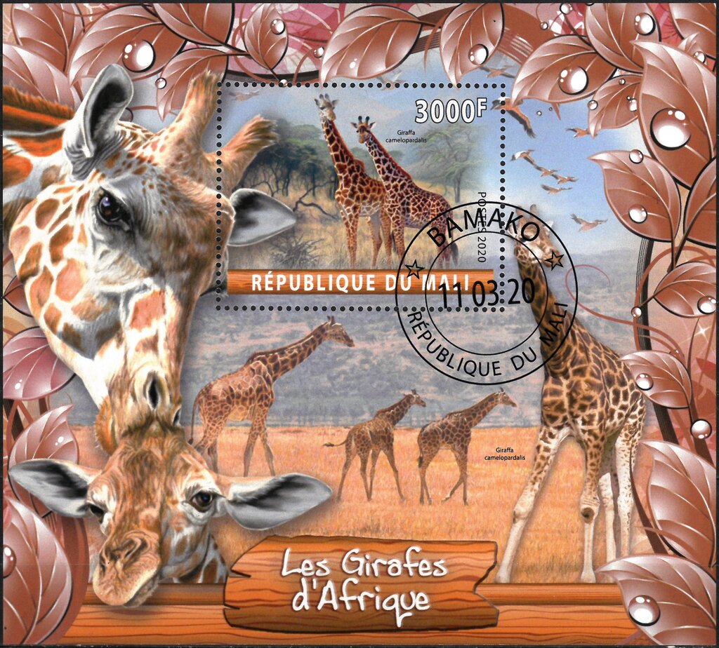 Les Girafes d'Afrique
