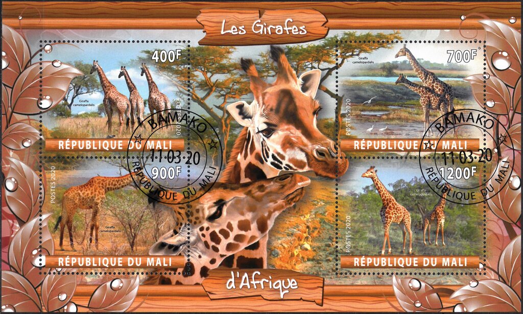 Les Girafes d'Afrique