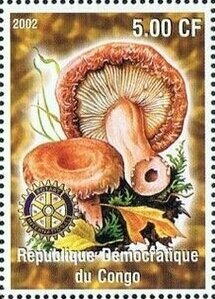Mushrooms