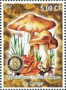 Mushrooms
