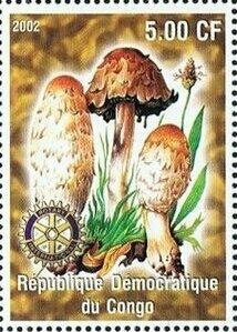 Mushrooms