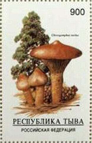 Mushrooms