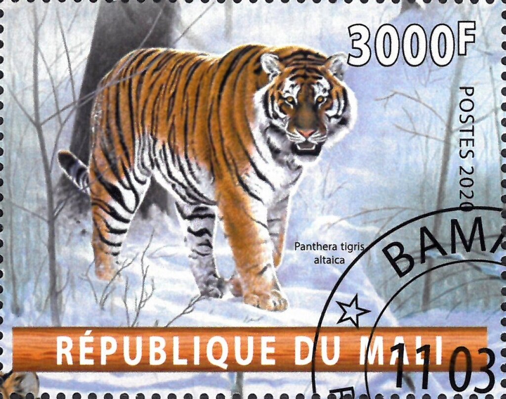 Panthera tigris altaica