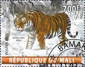 Stamp, Panthera tigris altaica, Cinderellas,  , Animals (Fauna), Mammals, Tigers