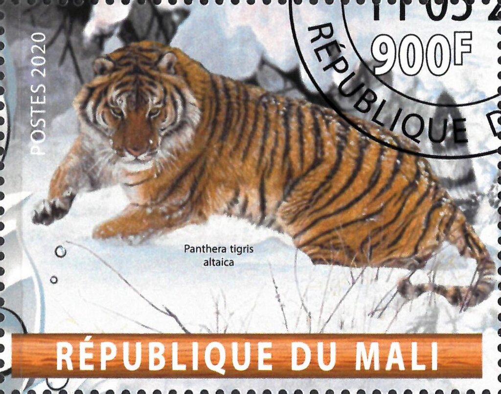 Panthera tigris altaica