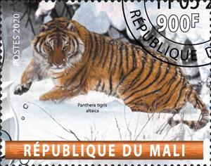 Stamp, Panthera tigris altaica, Cinderellas,  , Animals (Fauna), Mammals, Tigers