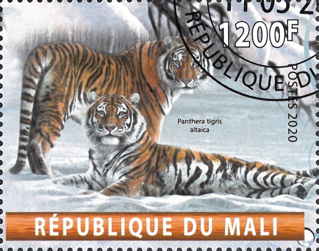 Panthera tigris altaica