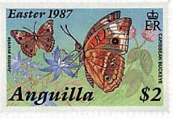 Westindean Buckeye (Junonia evarete)