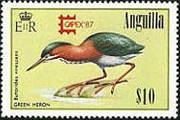 Green Heron (Butorides virescens)