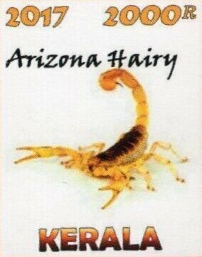 Stamp, Scorpions, Cinderellas,  , Scorpions