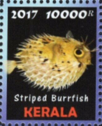 Striped Burrfish
