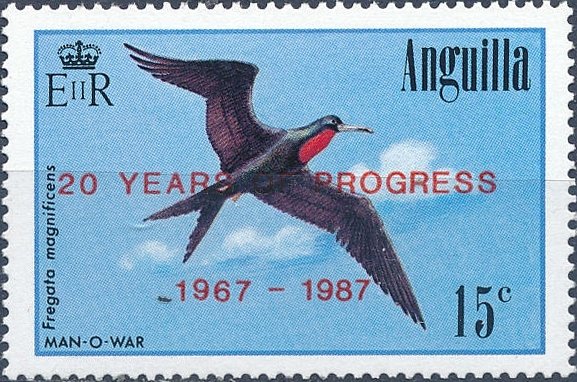 Magnificent Frigatebird (Fregata magnificens)