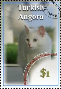 Turkish Angora