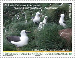Stamp, Albatros Colony, D'Entrecasteaux Cliff, Amsterdam Island, French Southern and Antarctic Lands (TAAF),  , Animals (Fauna), Birds