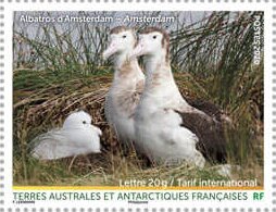 Albatroses, Amsterdam Island
