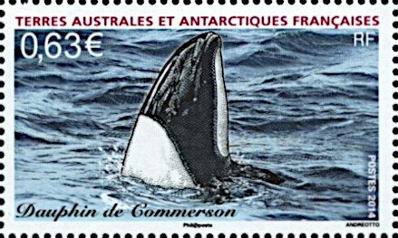Commerson's Dolphin (Cephalorhynchus commersonii)