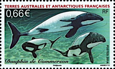 Commerson's Dolphin (Cephalorhynchus commersonii)