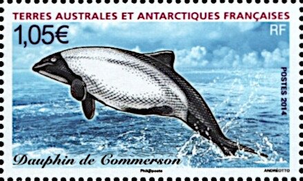 Commerson's Dolphin (Cephalorhynchus commersonii)