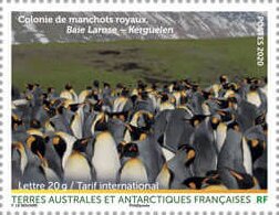 King Penguin Colony, Larose Bay, Kerguelen