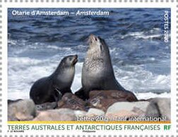 Sea Lion, Amsterdam Island