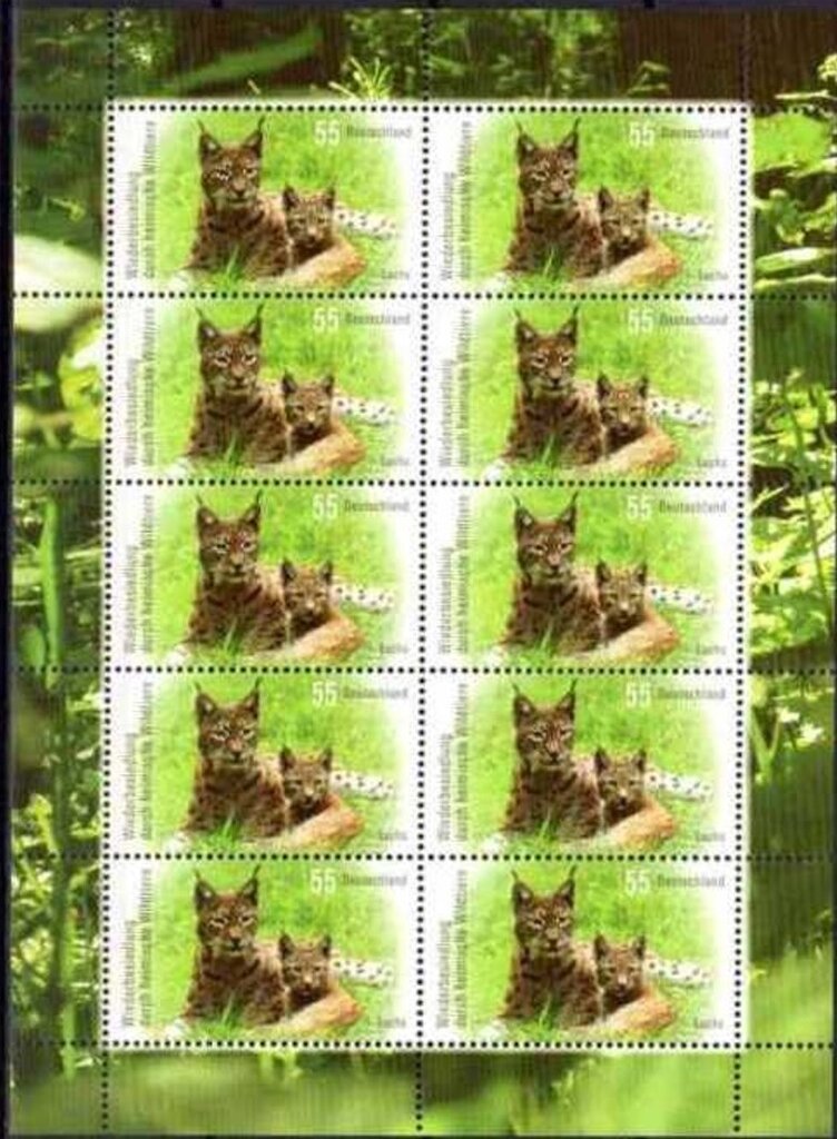 Eurasian Lynx (Lynx lynx)