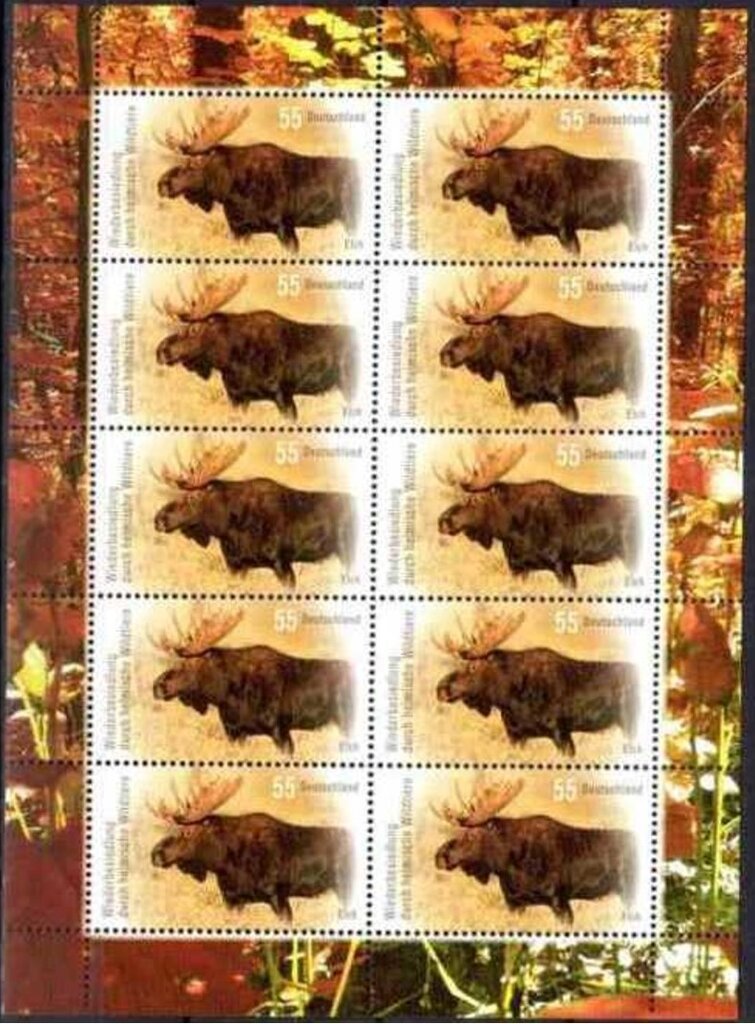 Moose (Alces alces)