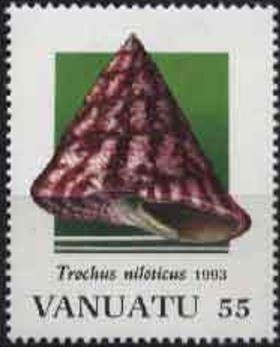 Commercial Top Shell (Tectus niloticus)