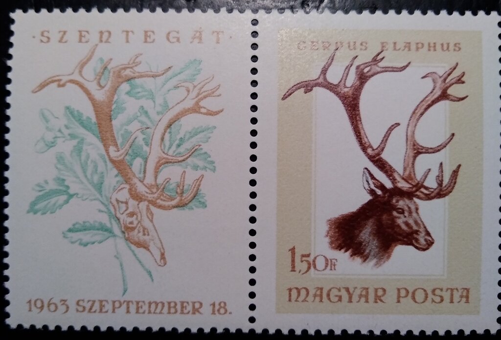 Red Deer (Cervus elaphus)