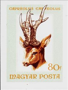 Stamp, Roe Deer (Capreolus capreolus), Hungary,  , Animals (Fauna), Deer, Hunting, Mammals