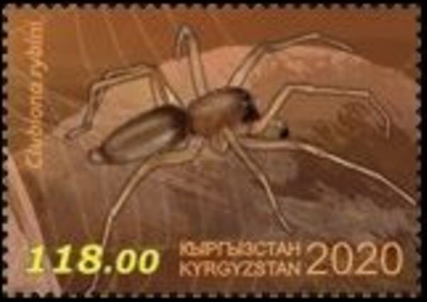 Clubiona rybini