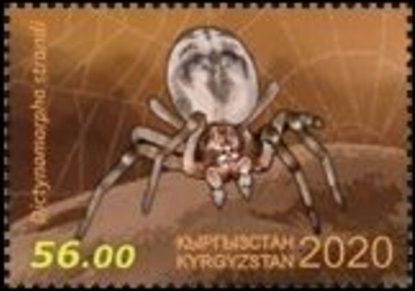 Dictynomorpha strandi
