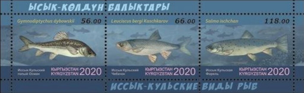 Fish of Lake Issyk-Kul