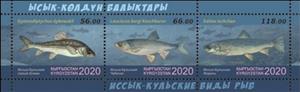 Souvenir Sheet, Fish of Lake Issyk-Kul, Kyrgyzstan,  , Animals (Fauna), Fishes
