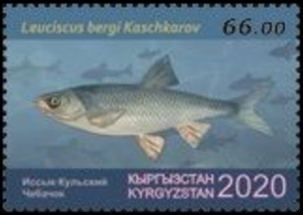 Issyk-Kul Dace (Leuciscus bergi)