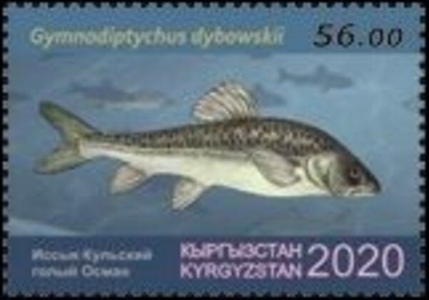 Naked Osman (Gymnodiptychus dybowskii)
