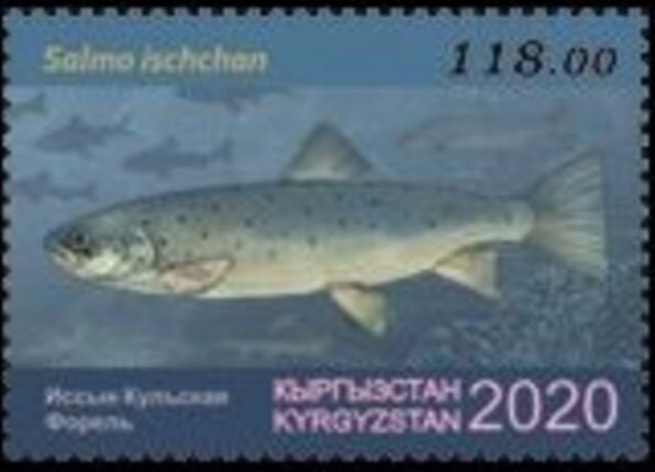 Sevan Trout (Salmo ischchan)