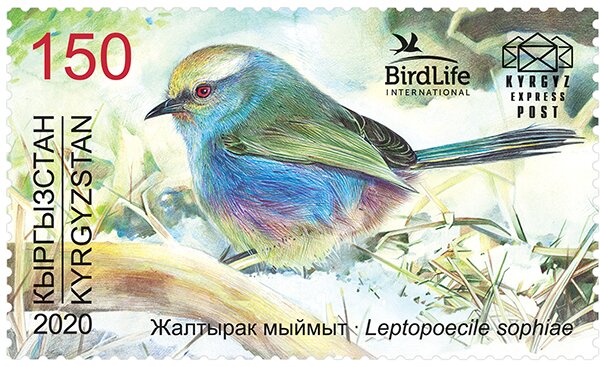 White-browed Tit-warbler (Leptopoecile sophiae)