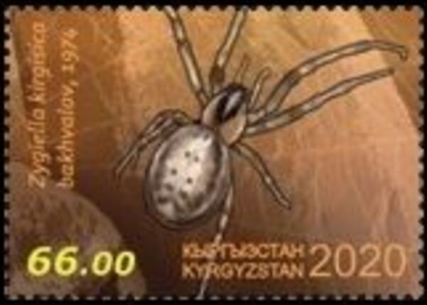 Zygiella kirgisica