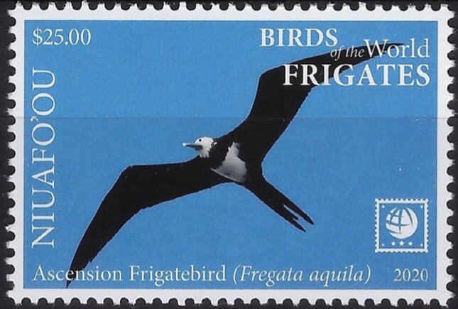 Ascension Frigatebird (Fregata aquila)