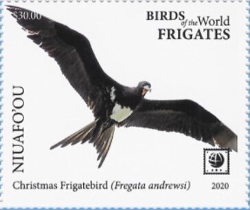 Christmas Frigatebird (Fregata andrewsi)
