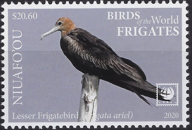 Lesser Frigatebird (Fregata ariel)
