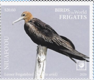 Lesser Frigatebird (Fregata ariel)
